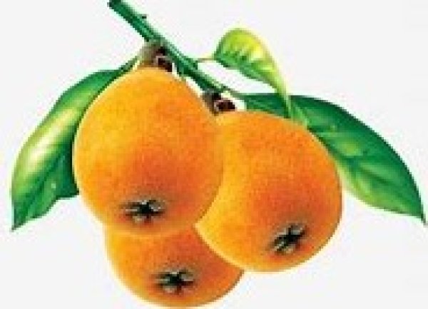 画像1: びわ　１パック　（６玉〜８玉） (1)